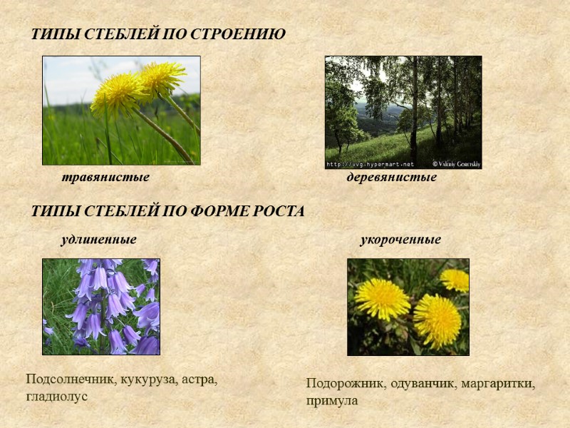 ТИПЫ СТЕБЛЕЙ ПО СТРОЕНИЮ ТИПЫ СТЕБЛЕЙ ПО ФОРМЕ РОСТА травянистые    